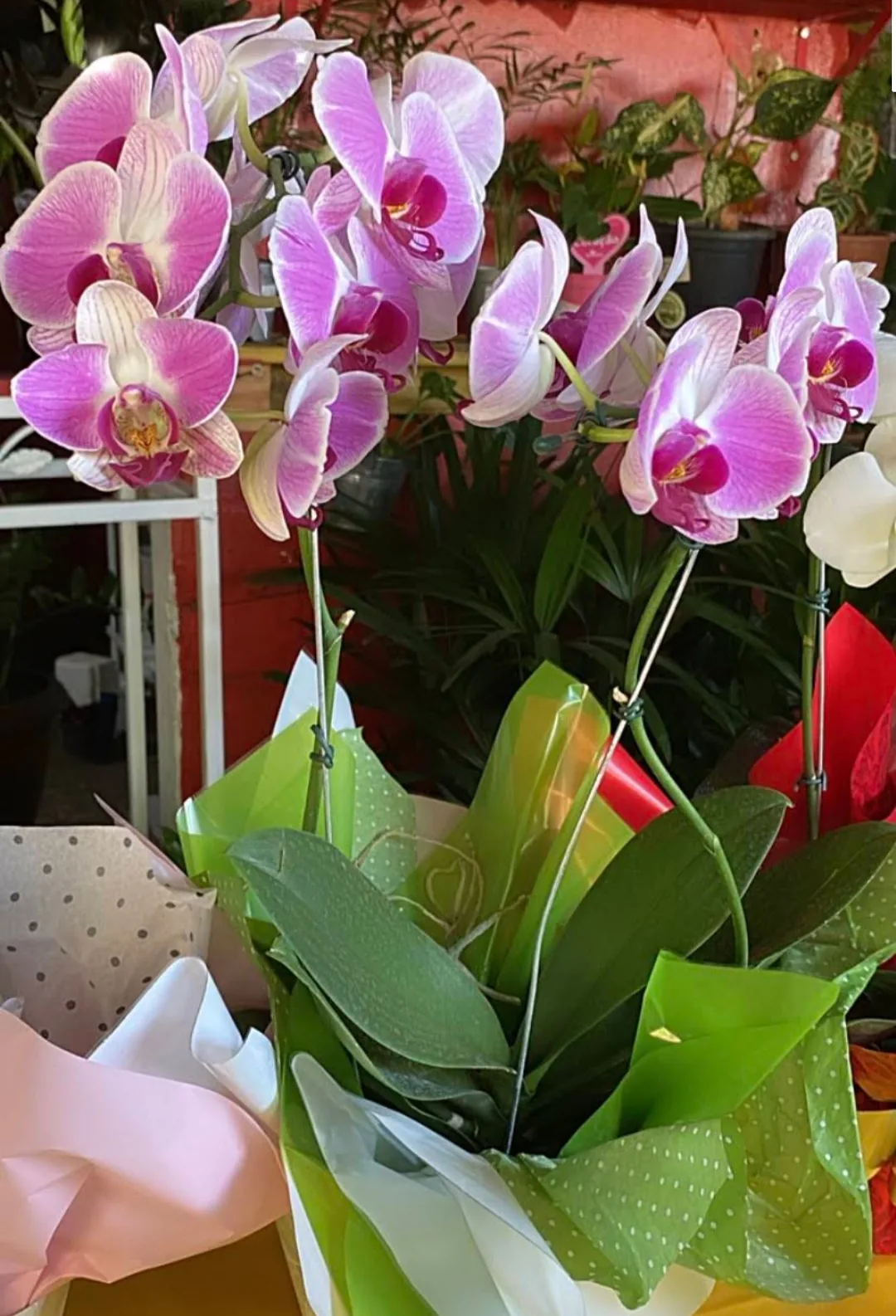 Orquídeas e floradas — Floricultura Cantinho da Suculenta