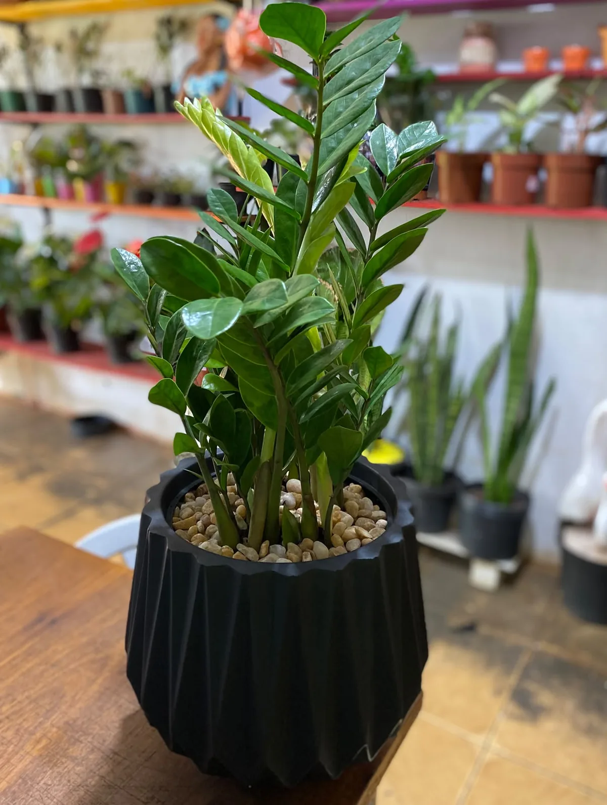 Plantas para casa no Cantinho da Suculenta