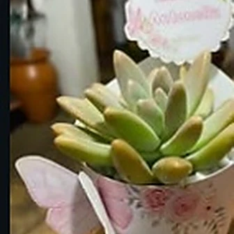 3D jardim encantado — Lembrancinha da Floricultura Cantinho da Suculenta