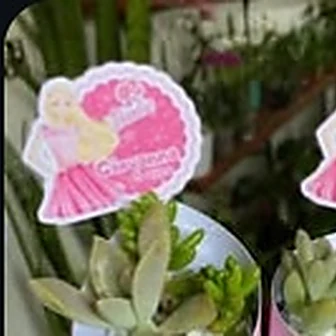 Barbi — Lembrancinha da Floricultura Cantinho da Suculenta