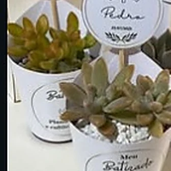 Batizado — Lembrancinha da Floricultura Cantinho da Suculenta