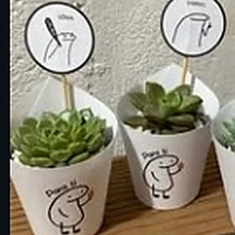 Divertidos — Lembrancinha da Floricultura Cantinho da Suculenta