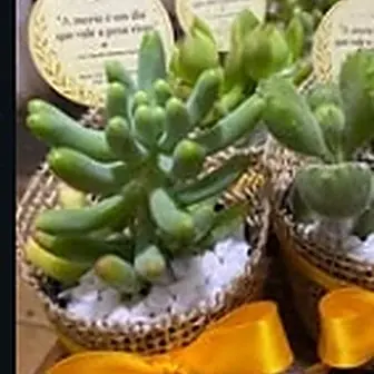 Fita amarela — Lembrancinha da Floricultura Cantinho da Suculenta