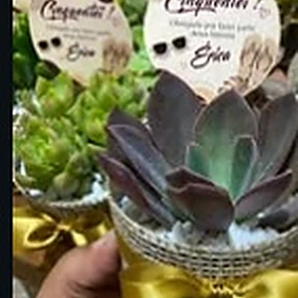 Fita dourada — Lembrancinha da Floricultura Cantinho da Suculenta