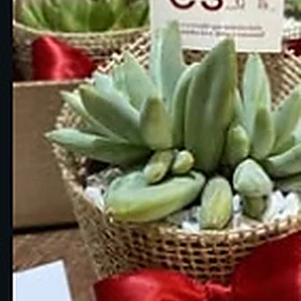Fita vermelha — Lembrancinha da Floricultura Cantinho da Suculenta