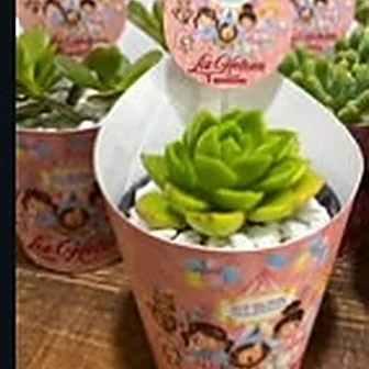 Suculenta no pote 6 cm — Lembrancinha da Floricultura Cantinho da Suculenta